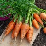 Potagères - Carotte de Chantenay à Cœur Rouge 2 - face recto